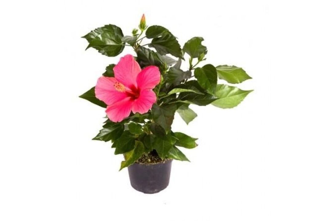 Flores de hibisco em cistoneta